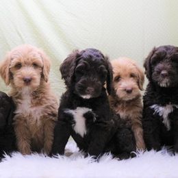 Australian Labradoodles and Goldendoodles from AKAs Doodles and Poodles, LLC