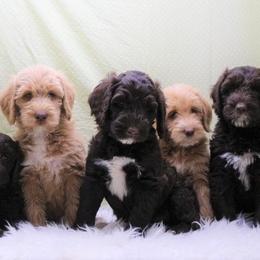 Australian Labradoodles and Goldendoodles from AKAs Doodles and Poodles, LLC