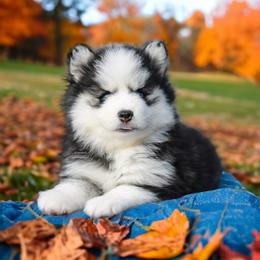 Pomsky Puppies from SZ Rolling Acres LLC