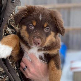 Australian Shepherd All Grown Up from Josh Courville