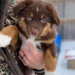 Australian Shepherd All Grown Up from Josh Courville