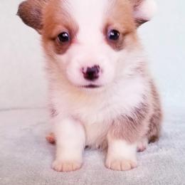 American Corgi and Pembroke Welsh Corgi Puppies from Whimsical Treasure Corgis