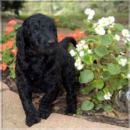 Goldendoodle, Labradoodle, and Poodle Puppies from Mississippi Retrievers