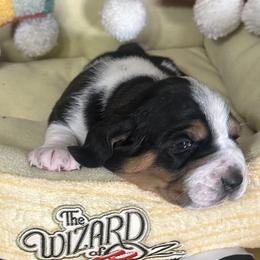 Poppy - Black white and brown female Basset Hound puppy in Bremerton, Washington from Over the Rainbow Basset Hounds