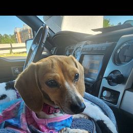 Callie - Dachshund
