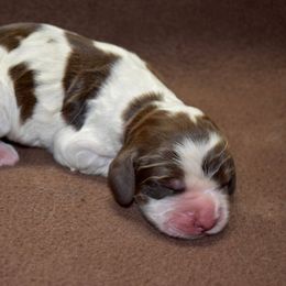 Macaroni - Liver white and tan female English Springer Spaniel puppy in Chapmansboro, Tennessee from Balthrop Bend Farms