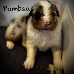Pumbaa - Blue merle male Australian Shepherd puppy in Blythewood, South Carolina from One Tribe Aussies
