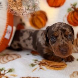 Braxton - Dapple male Dachshund puppy in Winder, Georgia from Southern Drawl Dachshunds