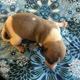 Smitten - White and fawn male Whippet puppy in Oneida, Tennessee from Saving Grace