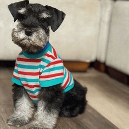 Tux - Black and silver male Miniature Schnauzer puppy in Magalia, California from NorCal Schnauzers