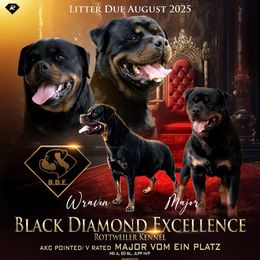 4th male - Black and mahogany male Rottweiler puppy in Antioch, California from Black Diamond Excellence rottweiler kennel