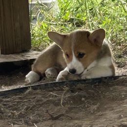 Lt Pink Collar - Red and white Cardigan Welsh Corgi puppy in Coopersville, Michigan from Corgi 4 Christ
