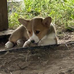 Lt Pink Collar - Red and white Cardigan Welsh Corgi puppy in Coopersville, Michigan from Corgi 4 Christ