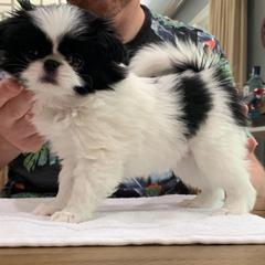Japanese Chin Puppies from Montra Japanese Chin
