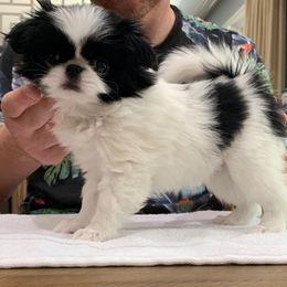 Japanese Chin Puppies from Montra Japanese Chin