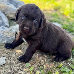 Dock - Chocolate male Dilute Retriever puppy in Baldwin City, Kansas from Hedge Lane Labradors