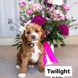 Twilight - Buff and white female Cockapoo puppy in West Haven, Utah from Split Mountain Doodles