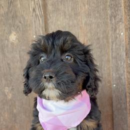 Love bug - Black tri-color female Aussiedoodle puppy in Eastland, Texas from H5 Mini Doodles