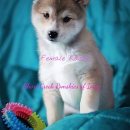 Pomsky Puppies from Short Creek Pomskies of Iowa