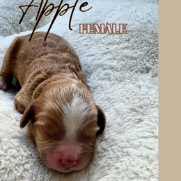 Apple - Caramel red Australian Labradoodle puppy in Mendon, Massachusetts from New England Labradoodles