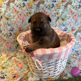Girl 2 - female German Shepherd puppy in Pelzer, South Carolina from Lisa's Canines