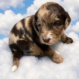 Buzz - Chocolate merle male Bernedoodle puppy in Williston, Florida from Tera Caldwell