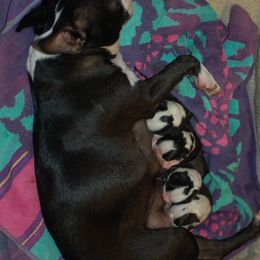 Boston Terrier Puppies from Oui Bostons