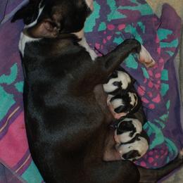 Boston Terrier Puppies from Oui Bostons