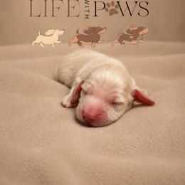 Louie - Cream male Dachshund puppy in Palm Bay, Florida from Life With Mini Paws
