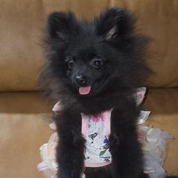 Hunnibunnies Minnie - Black female Pomeranian puppy in Cleveland, Ohio from Hunnibunnies