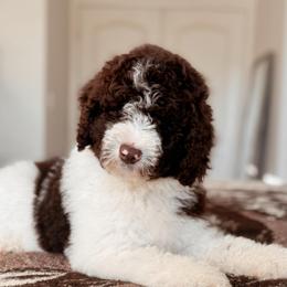 Pinto, Boy - Brown and white male Bernedoodle puppy in Maricopa, Arizona from Desert Ridge Doodles
