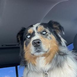 Radar - Australian Shepherd