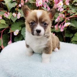American Corgi and Pembroke Welsh Corgi Puppies from Whimsical Treasure Corgis