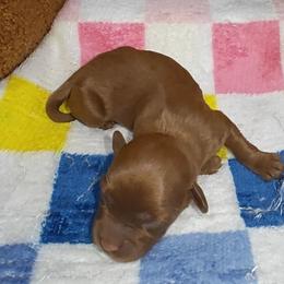 Rex - Red male Cavapoo puppy in Dallas, Texas from Halo's Heroes Doodles
