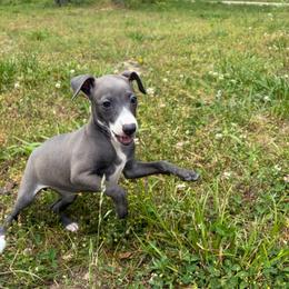 Bonnie - White and blue female Italian Greyhound puppy in West Plains, Missouri from Sycamore Ridge Puppies