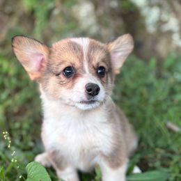 Green collar - Sable male Pembroke Welsh Corgi puppy in Grantsville Md, Maryland from Standing Oaks Kennel