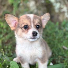 Green collar - Sable male Pembroke Welsh Corgi puppy in Grantsville Md, Maryland from Standing Oaks Kennel