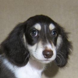 Mars - Dachshund