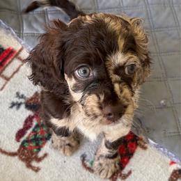 Maya, NOW EEVEE - Brown white and tan female Cockapoo puppy in Lillington, North Carolina from Peace, Love, and Puppies at the Creek