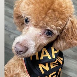 Poodles and Yorkshire Terriers from Sassy T’s Puppy Palace