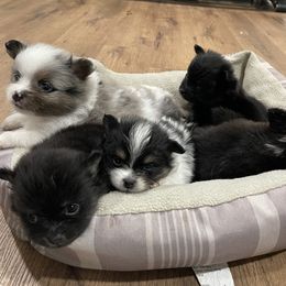 Pomeranian Puppies from Wynter Wonderland Poms