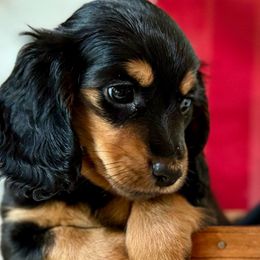 Mena - Dachshund puppy from Farmhouse Dachshunds