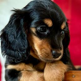 Mena - Dachshund puppy from Farmhouse Dachshunds