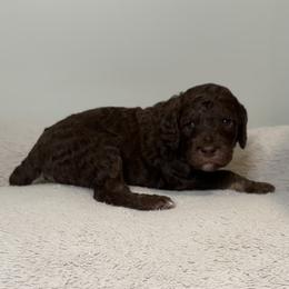 Clover (Red Collar) - Phantom female Poodle puppy in Monroeville, Pennsylvania from K & A Standard Poodles