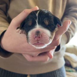 Girl 1 - Bernese Mountain Dog puppy in Ceres, Virginia from Foggy Mountain Berners and Doodles