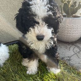 Bernedoodle Puppies from Birdie Bernedoodles