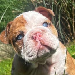 Lola Mae - Red female Bulldog puppy in Clever, Missouri from Crystals Bulldog Bungalow