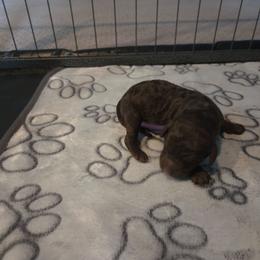 Diva -purple collar - Brown female Bernedoodle puppy in Aurora, Colorado from Simply Amazing Doodles