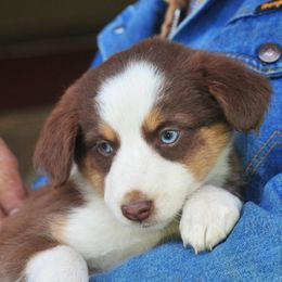 Annie Oakley - Miniature Australian Shepherd puppy in Oregon from Locust Grove Mini Aussies and American shepherds