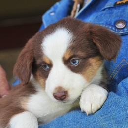 Annie Oakley - Miniature Australian Shepherd puppy in Oregon from Locust Grove Mini Aussies and American shepherds